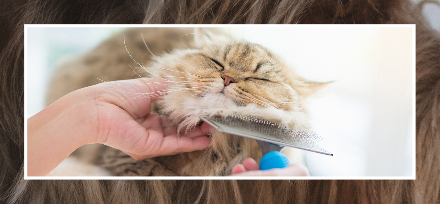 Very fluffy cat being groomed and loving it