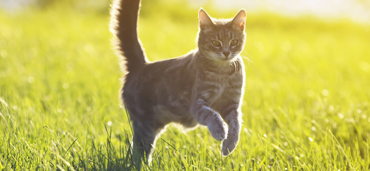 Cat bounding on lush grass on a sunny day