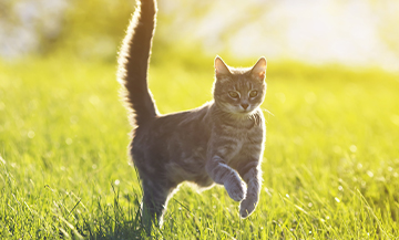 Cat bounding on lush grass on a sunny day