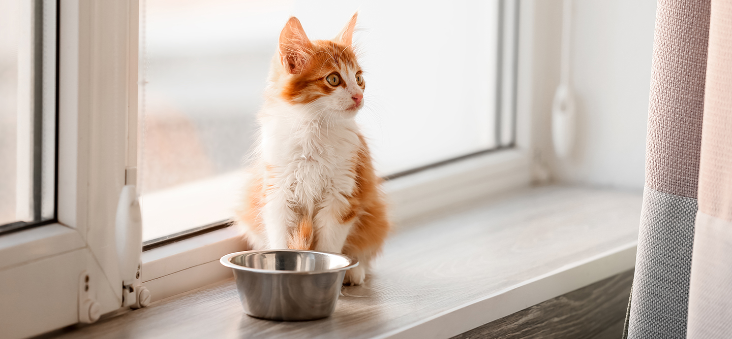 Cat by a window with water bowl