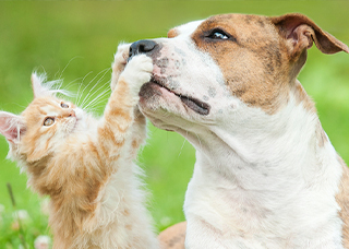 cat pawing dogs nose