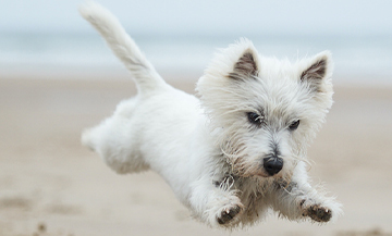 Dog running on a beach