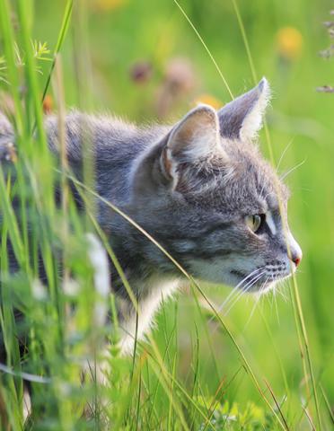 Cat looking out of lush green tall grass