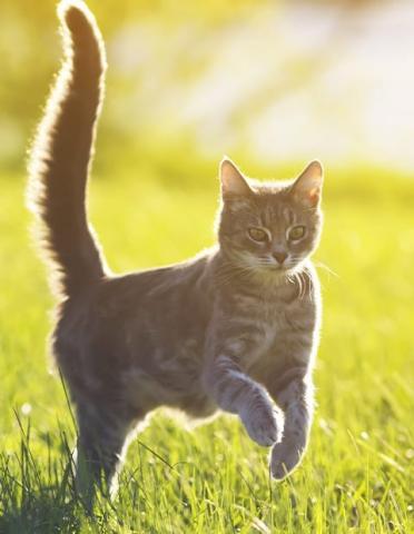 Cat running through a field