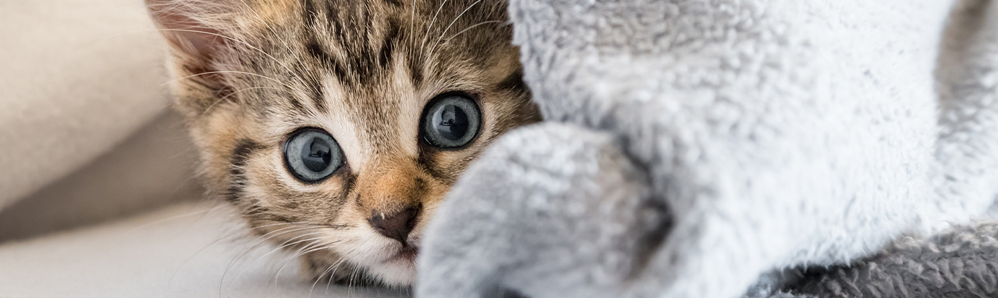 Kitten peeking from under a blanket