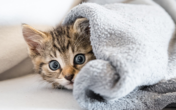 Kitten peeking from under a blanket