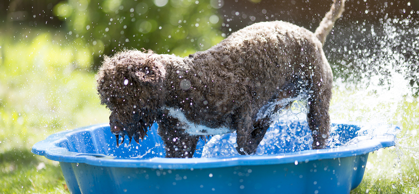 Dog splashing in paddling pool