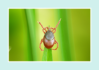 Tick on the tip of a blade of grass