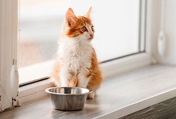 Kitten by a window with a water bowl