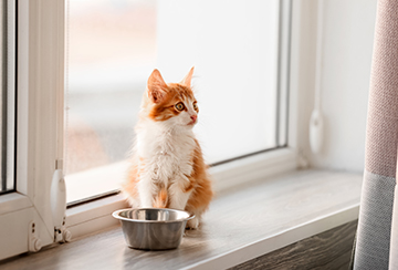 Cat by a window with water bowl