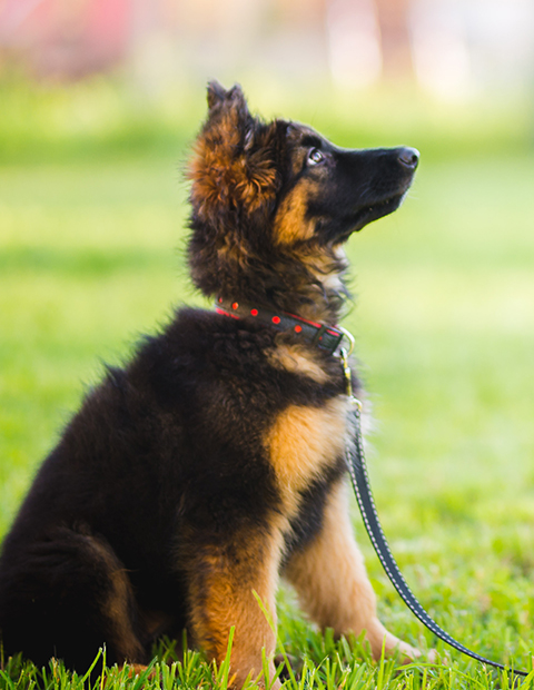 Alsatian puppy sitting with lead