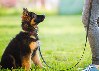 Alsatian puppy sitting with lead