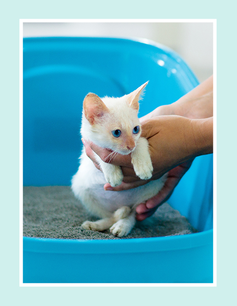 Kitten being gently placed in a litter tray