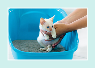 Kitten being gently placed in a litter tray