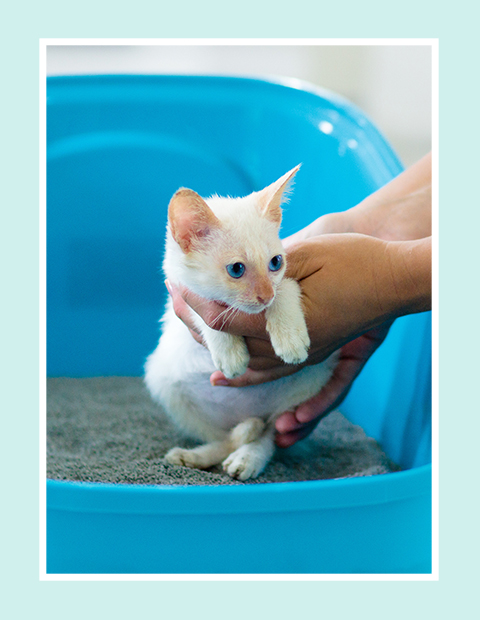 Introducing fashion kitten to litter box