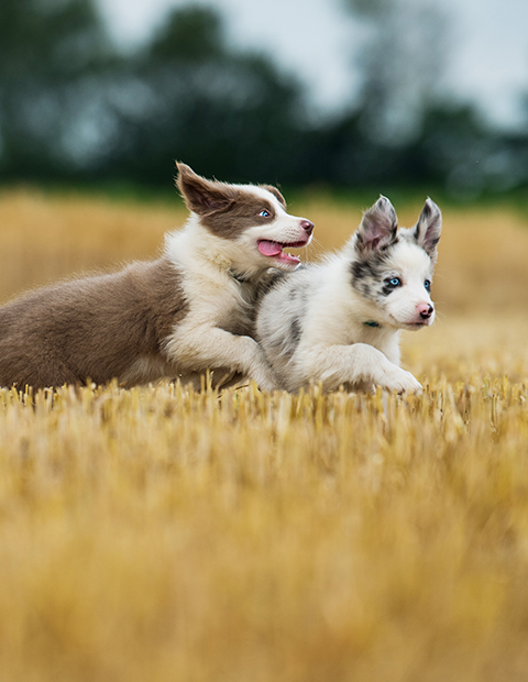 Dogs playing in a field