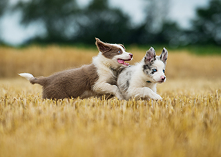 Dogs playing in a field