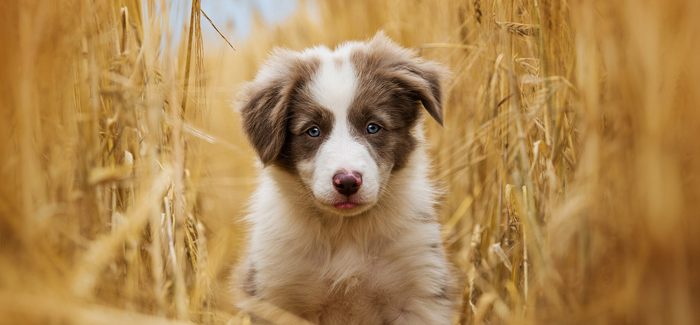 Very fluffy puppy in a corn field