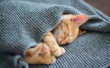 Sleeping kitten under a blanket
