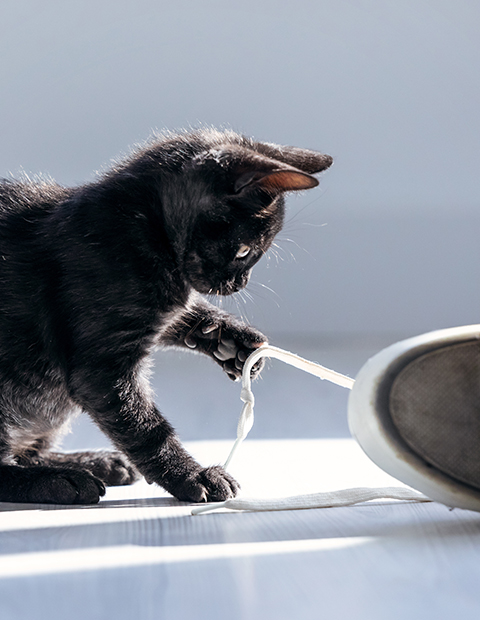 Black kitten playing with shoelace