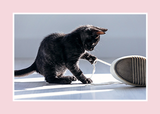 Black kitten playing with a laces on a shoe