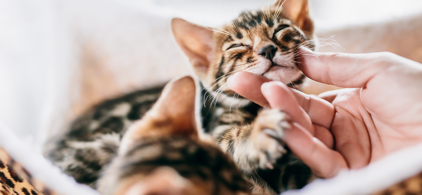 Hand lifting kittens chin 