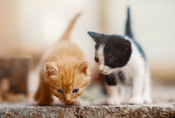 2 inquisitive kittens