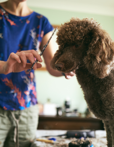 chocolate poodle having a haircut