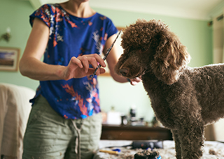 chocolate poodle having a haircut