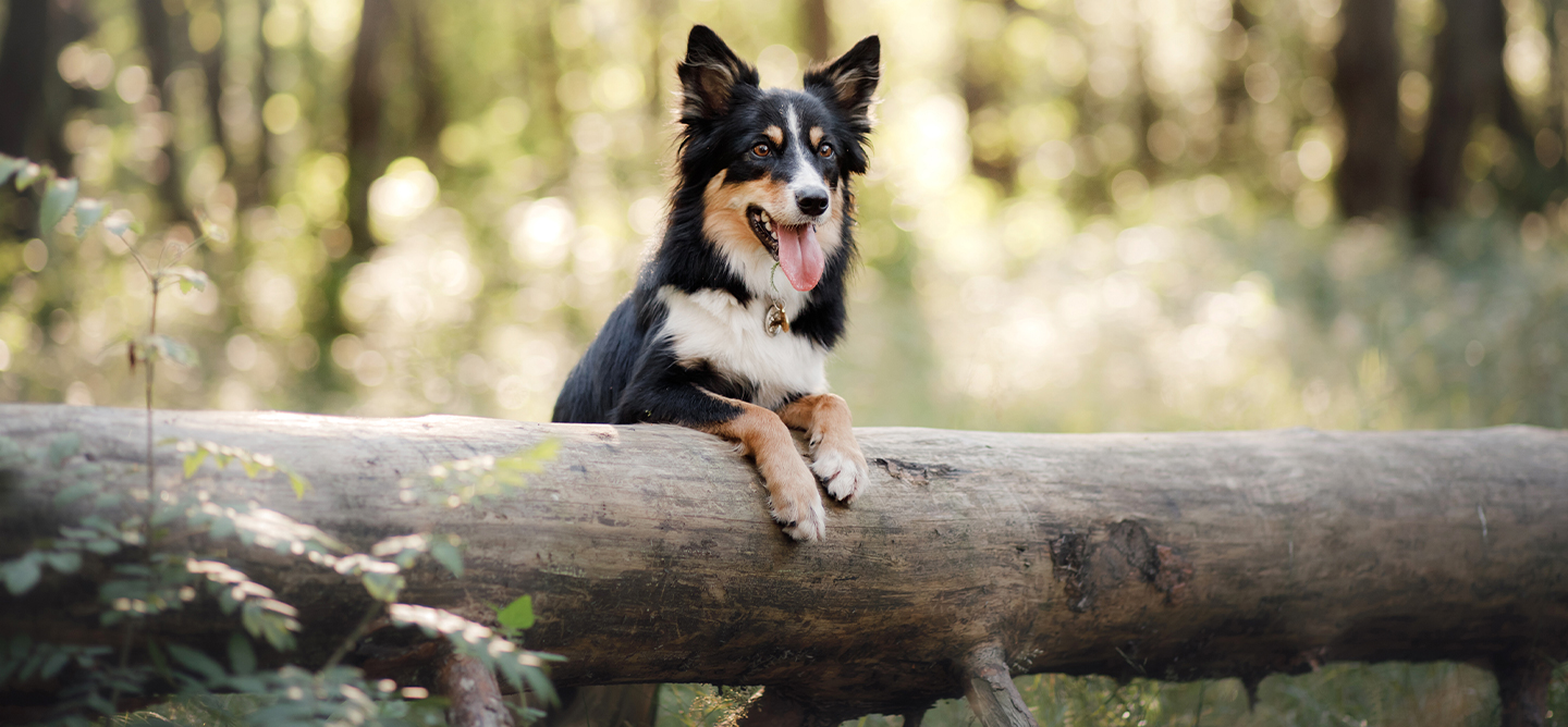 Dog peering over a log in a forest