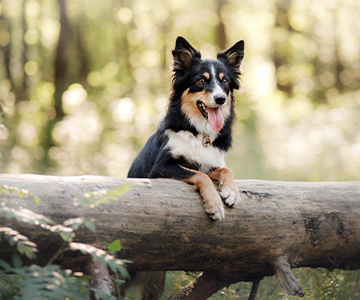 Dog peering over a log in a forest