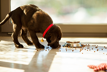 Chocolate Labrador puppy sniffing dry food spilt from a dog bowl