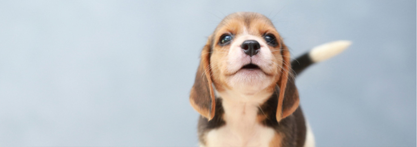 Beagle puppy with wagging tail
