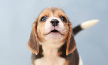 Beagle puppy with wagging tail