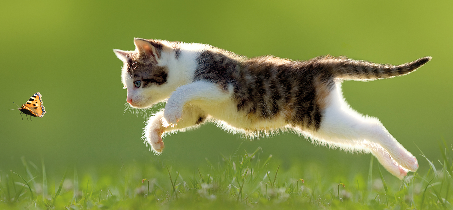 Kitten chasing a butterfly