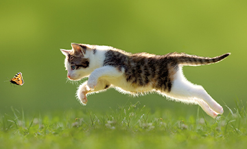 Kitten chasing a butterfly