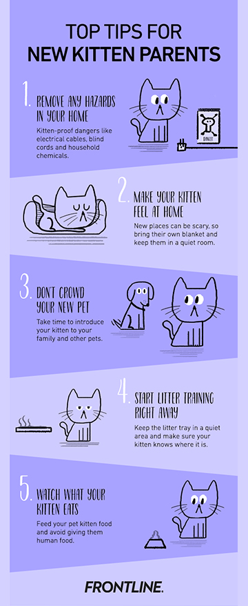 Comic strip of Top tips for now kitten parents