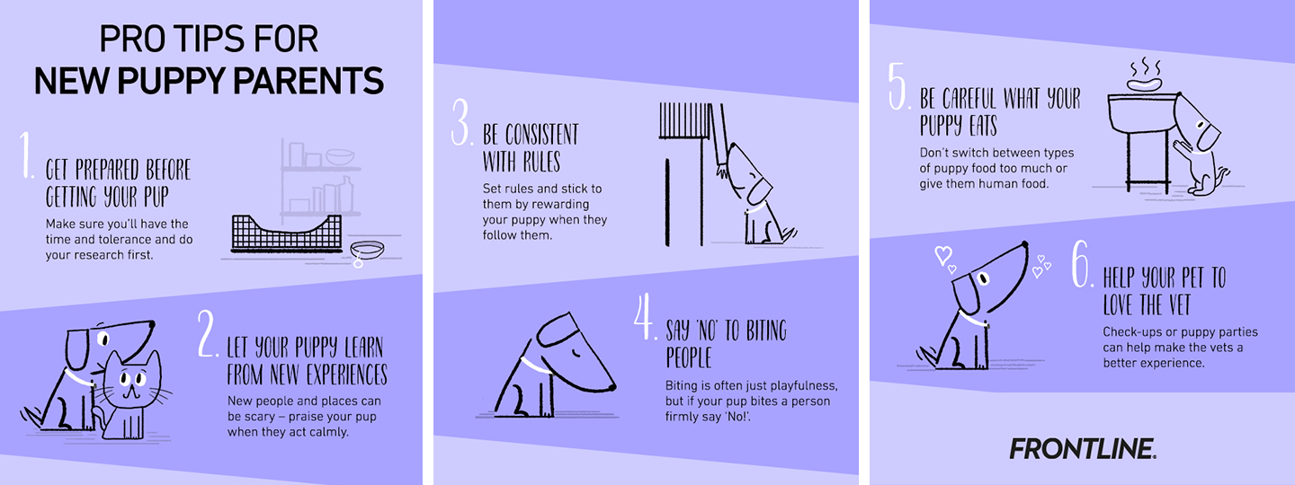 infographic of puppy tips