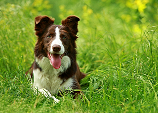 Dog in grass in summertime