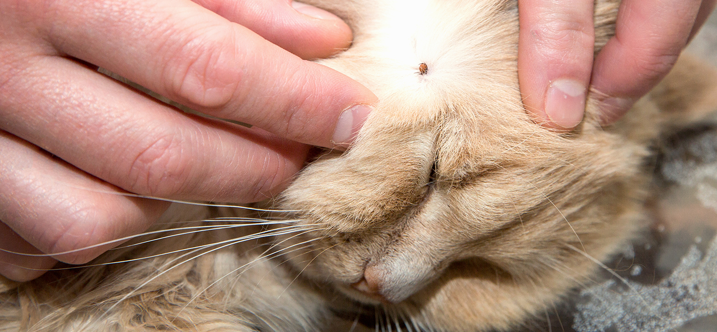 How To Protect Your Cat Against Ticks FRONTLINE