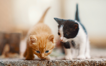 Kitten flea treatment pets at clearance home