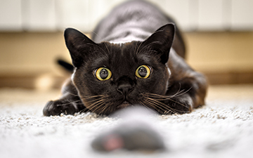 Feline Body Language: What Your Cat's Eyes Tell You About His Emotions