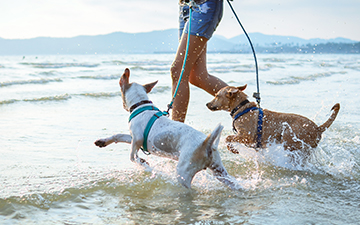 Two dogs playing in the sea