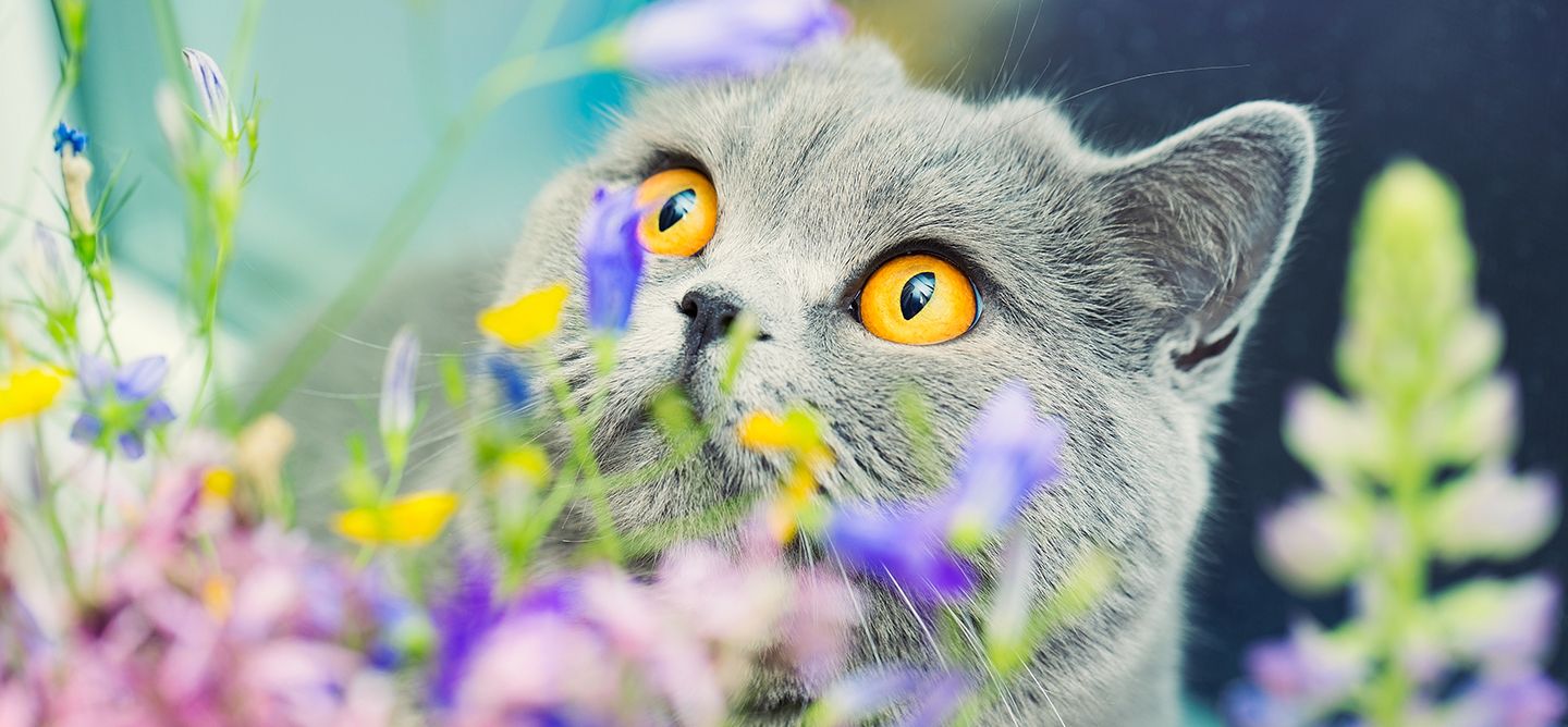 A grey cat sitting behind flowers