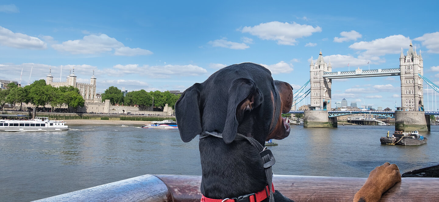 Dog looking at London Tower Bridge