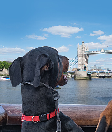 Dog looking at London Tower Bridge