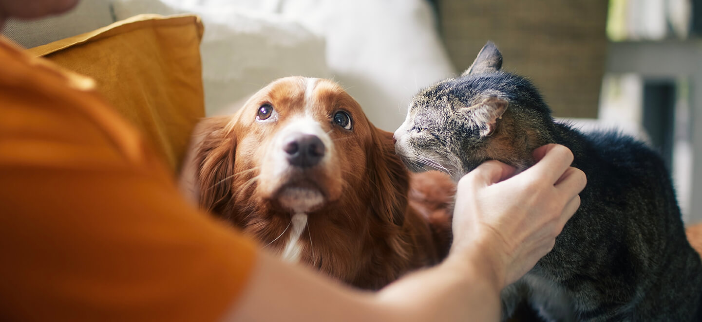  Pet owner stroking his cat and dog together