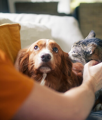  Pet owner stroking his cat and dog together