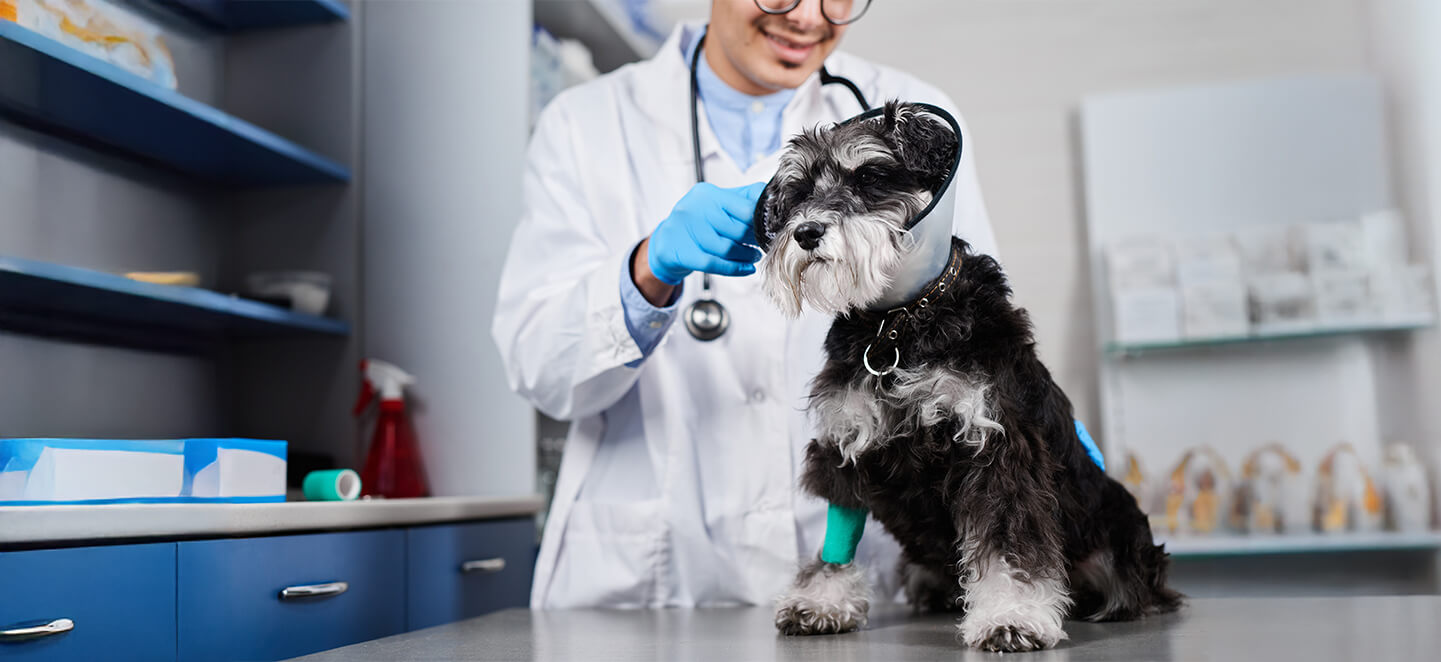 Dog in protective collar with a fixed paw being treated by a vet