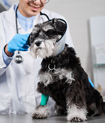 Dog in protective collar with a fixed paw being treated by a vet